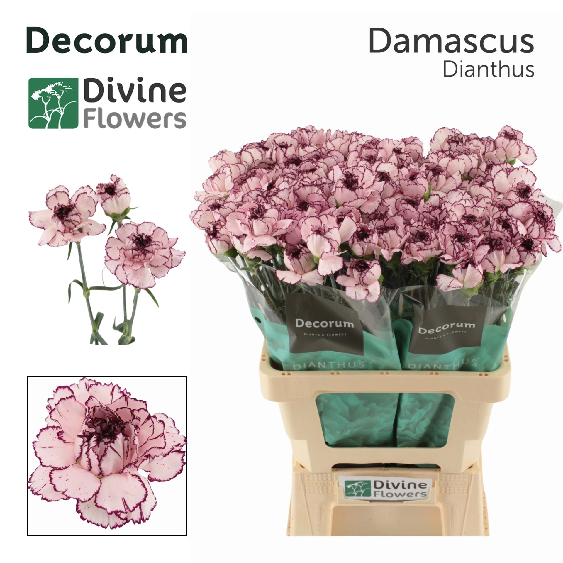 Срезанные цветы оптом Dianthus st damascus от 80шт из Голландии с доставкой по России