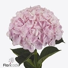 Срезанные цветы оптом Hydrangea pinky от 10шт из Голландии с доставкой по России