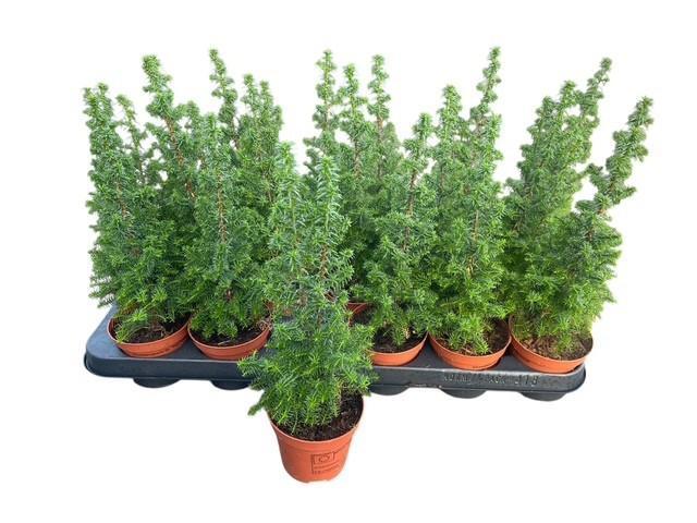 Горшечные цветы и растения оптом Cham Th Top Point от 18шт (для телеги) из Голландии с доставкой по России