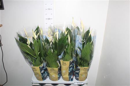 Горшечные цветы и растения оптом Spath Pico Cupido 7+ от 8шт из Голландии с доставкой по России