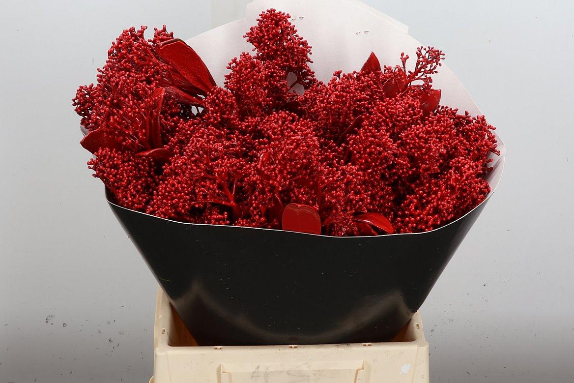 Срезанные цветы оптом Skimmia wax red от 5шт. из Голландии с доставкой по России