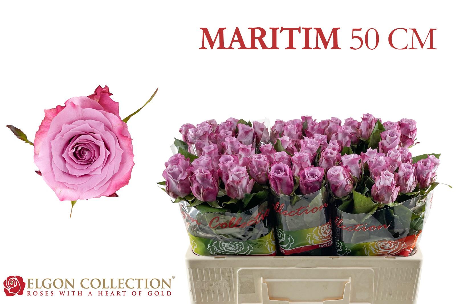 Срезанные цветы оптом Rosa large maritim от 60шт из Голландии с доставкой по России