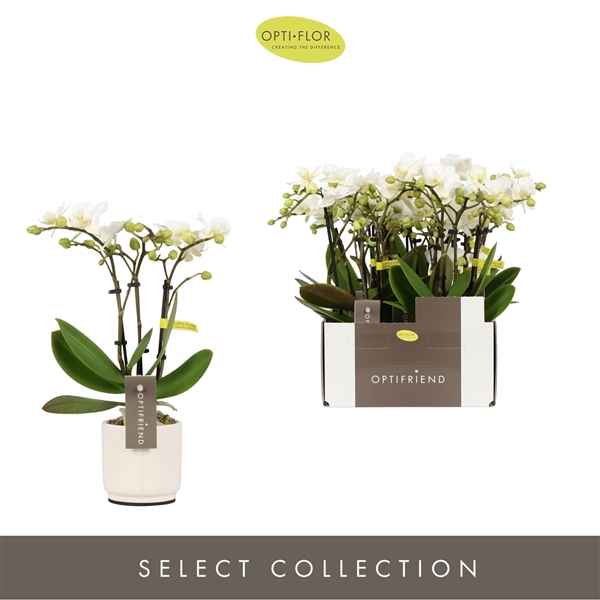 Горшечные цветы и растения оптом Phal 3st Sandra 15+ In White Lazio (opti) от 6шт из Голландии с доставкой по России