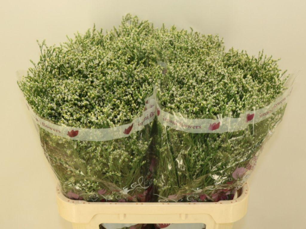 Срезанные цветы оптом Limonium clear diamond от 75шт из Голландии с доставкой по России