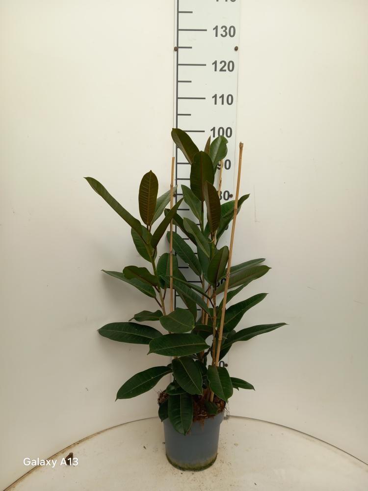 Горшечные цветы и растения оптом Fic Americana  Guian от 1шт из Голландии с доставкой по России