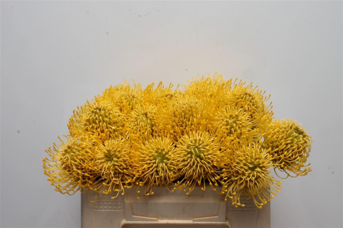 Срезанные цветы оптом Nutans high gold от 20шт из Голландии с доставкой по России