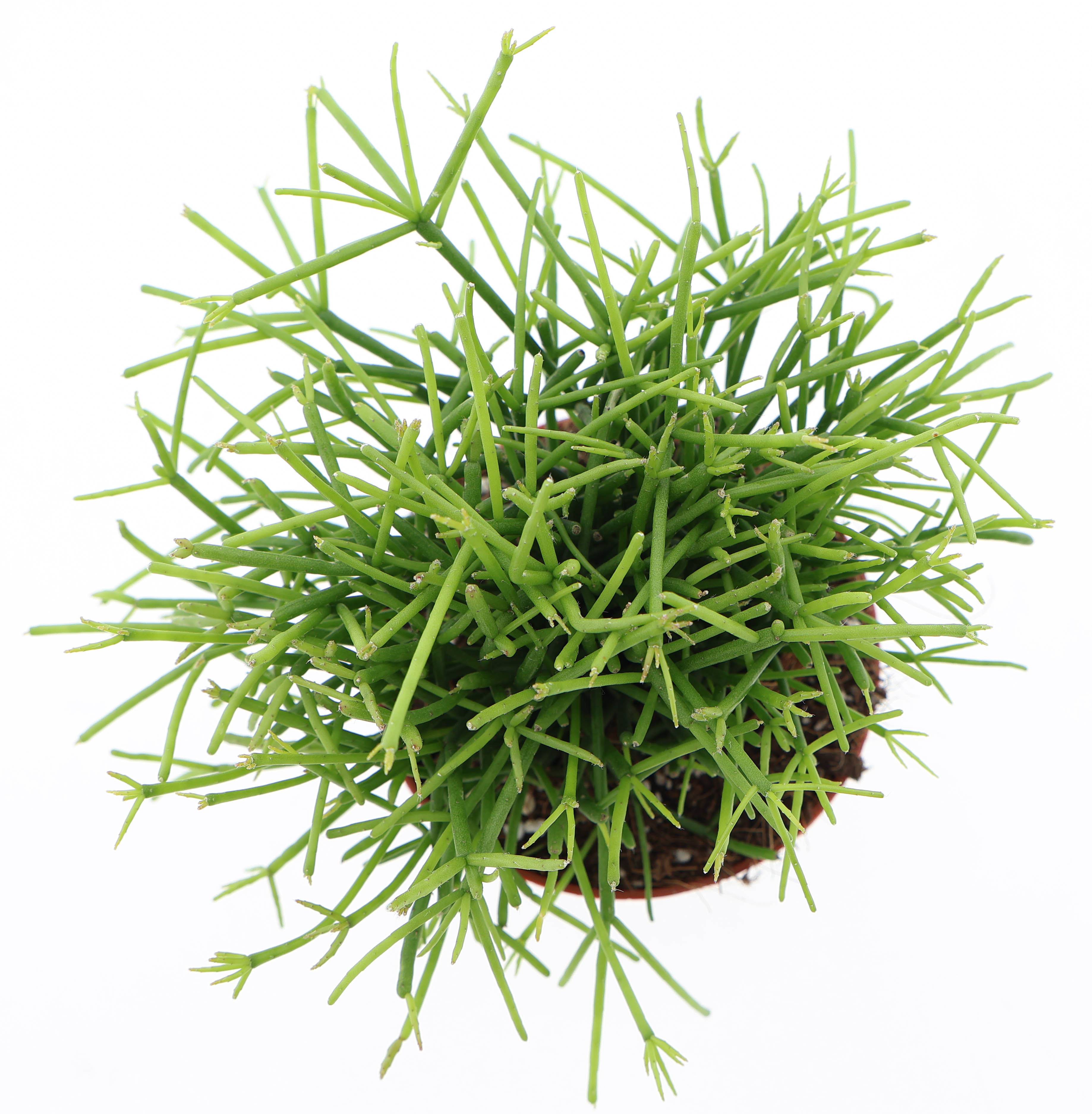 Горшечные цветы и растения оптом Rhipsalis Cassutha Oasis от 12шт (для телеги) из Голландии с доставкой по России