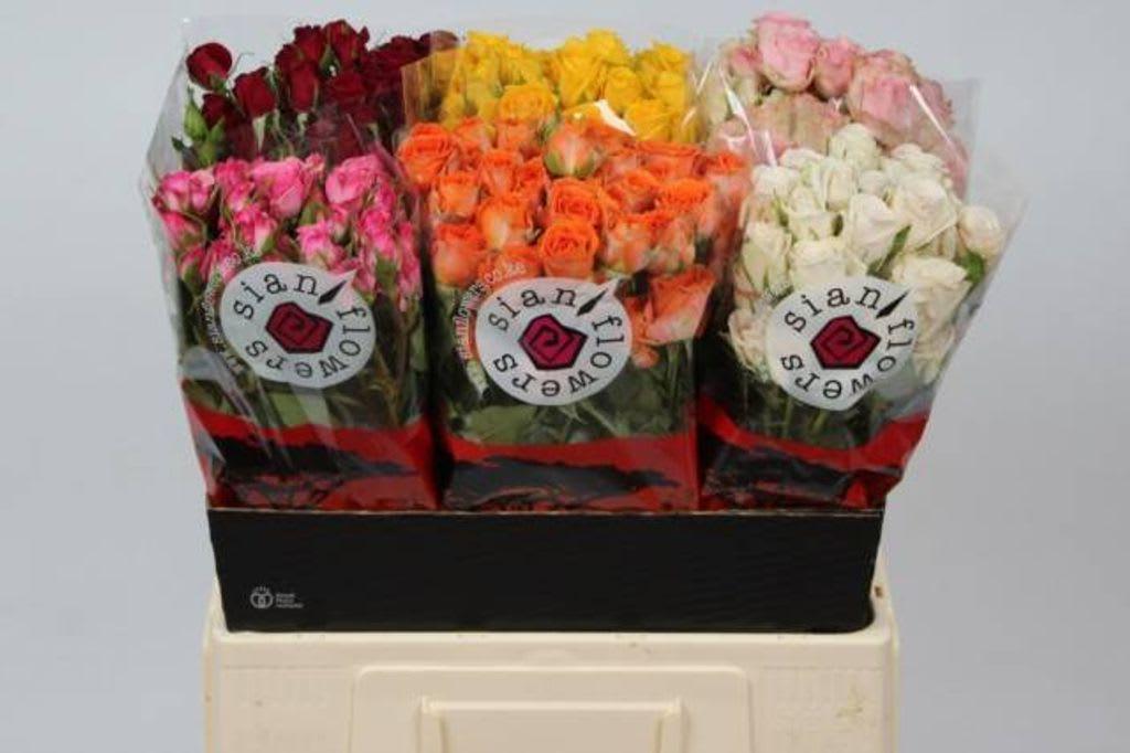 Срезанные цветы оптом Rosa spray mix Sian от 60шт из Голландии с доставкой по России