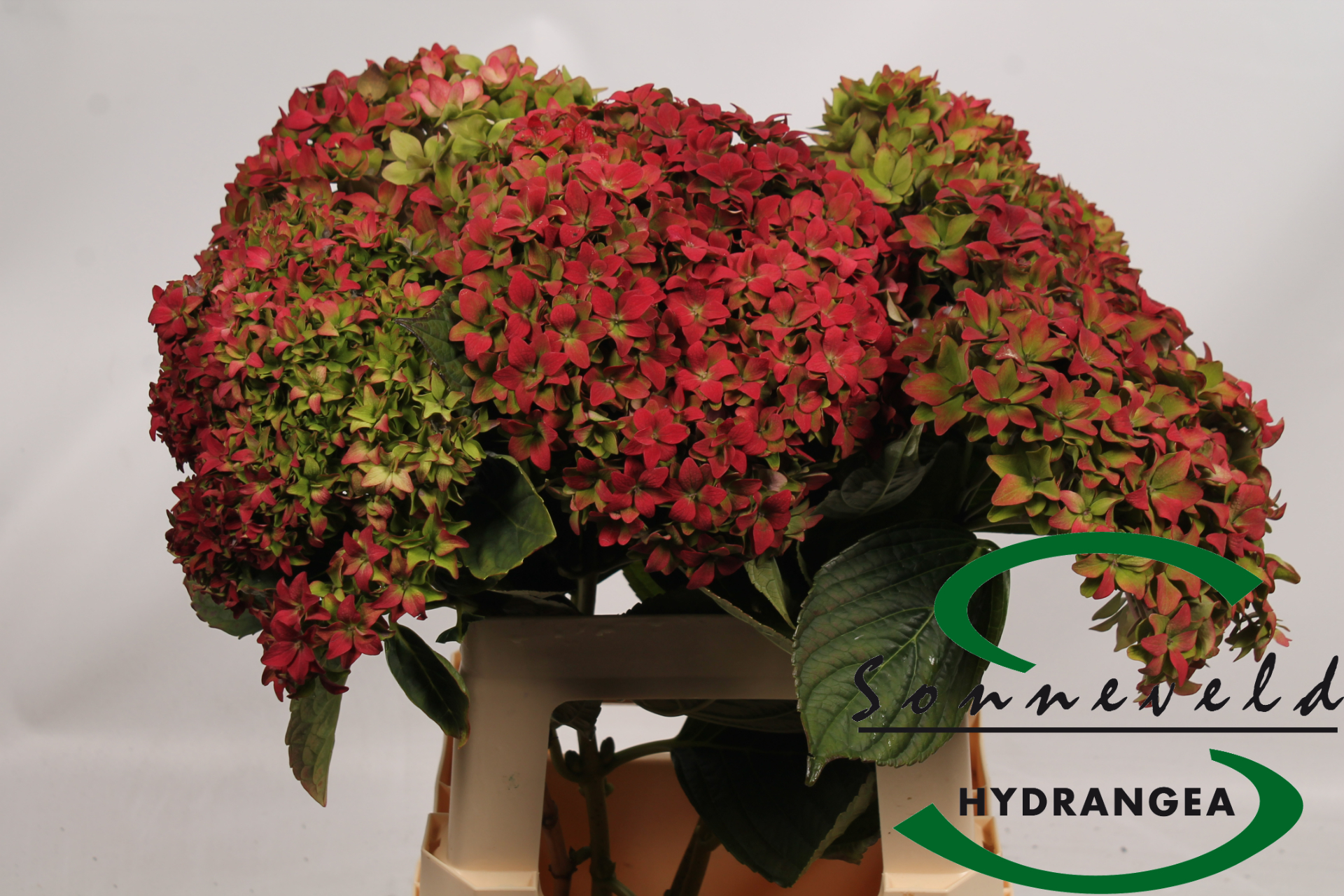 Срезанные цветы оптом Hydrangea от 5шт из Голландии с доставкой по России