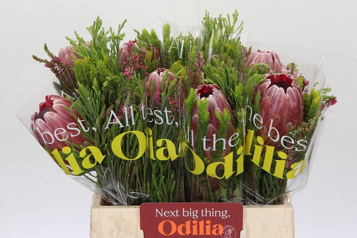 Срезанные цветы оптом Protea bq pink ice sfb от 10шт из Голландии с доставкой по России