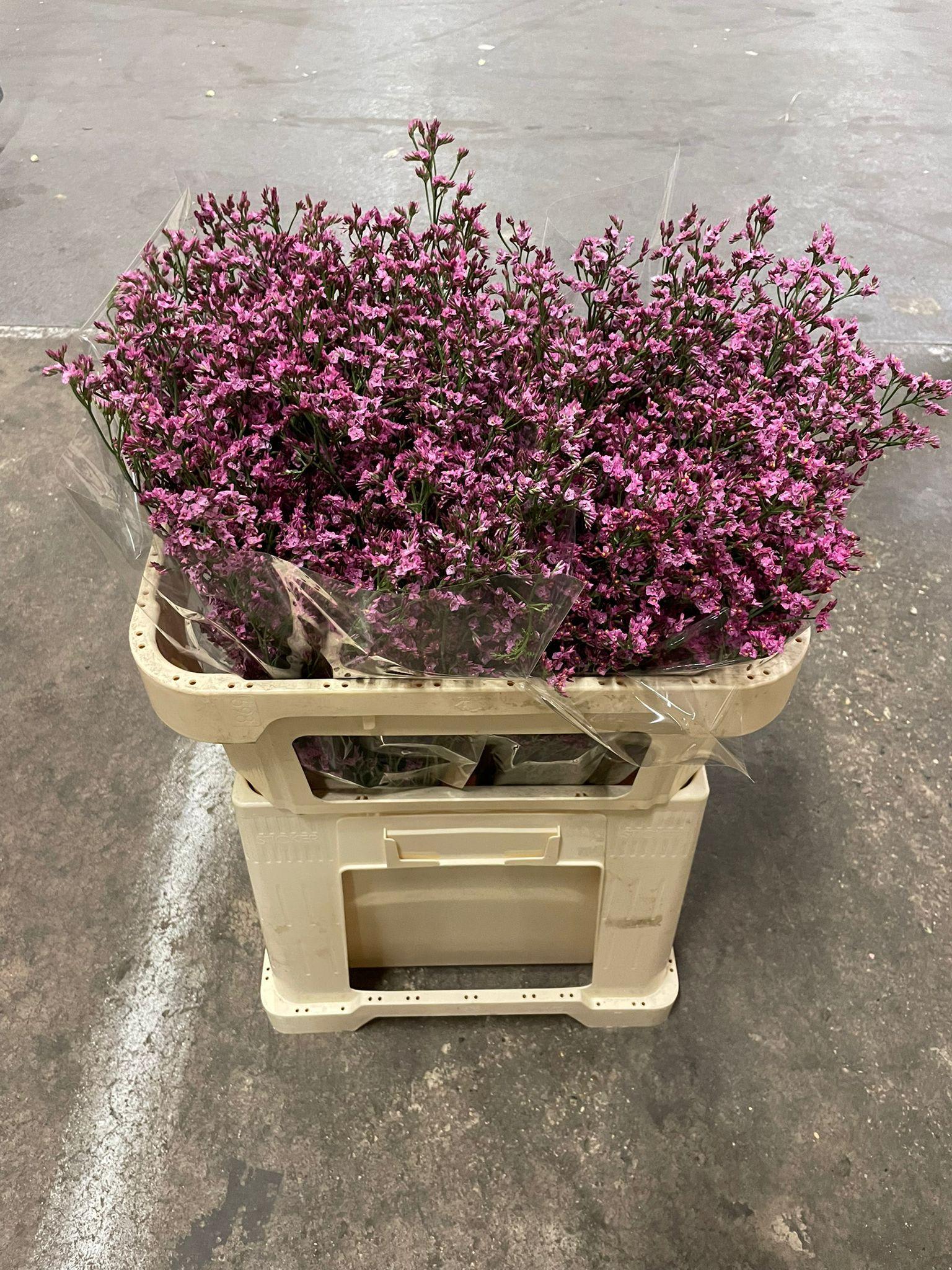 Срезанные цветы оптом Limonium pink dark от 50шт из Голландии с доставкой по России