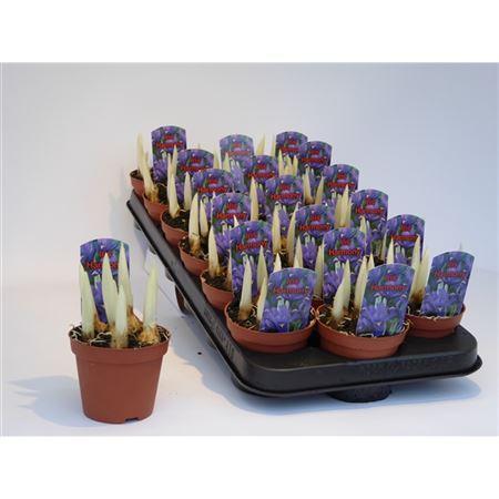 Горшечные цветы и растения оптом Iris Harmony от 18шт (для телеги) из Голландии с доставкой по России