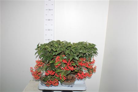 Горшечные цветы и растения оптом Ardis Crenata 4-4 от 4шт из Голландии с доставкой по России