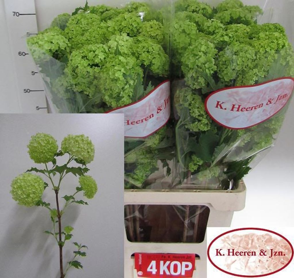 Срезанные цветы оптом Viburnum roseum от 40шт.. из Голландии с доставкой по России
