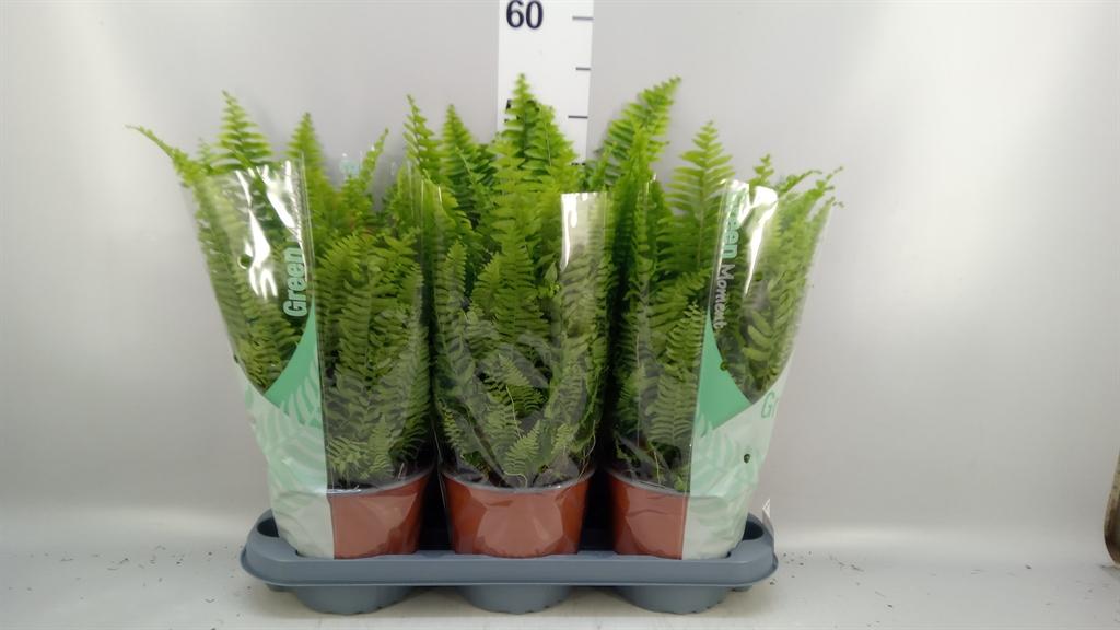 Горшечные цветы и растения оптом Nephrolepis Exal. green Moment от 3шт из Голландии с доставкой по России