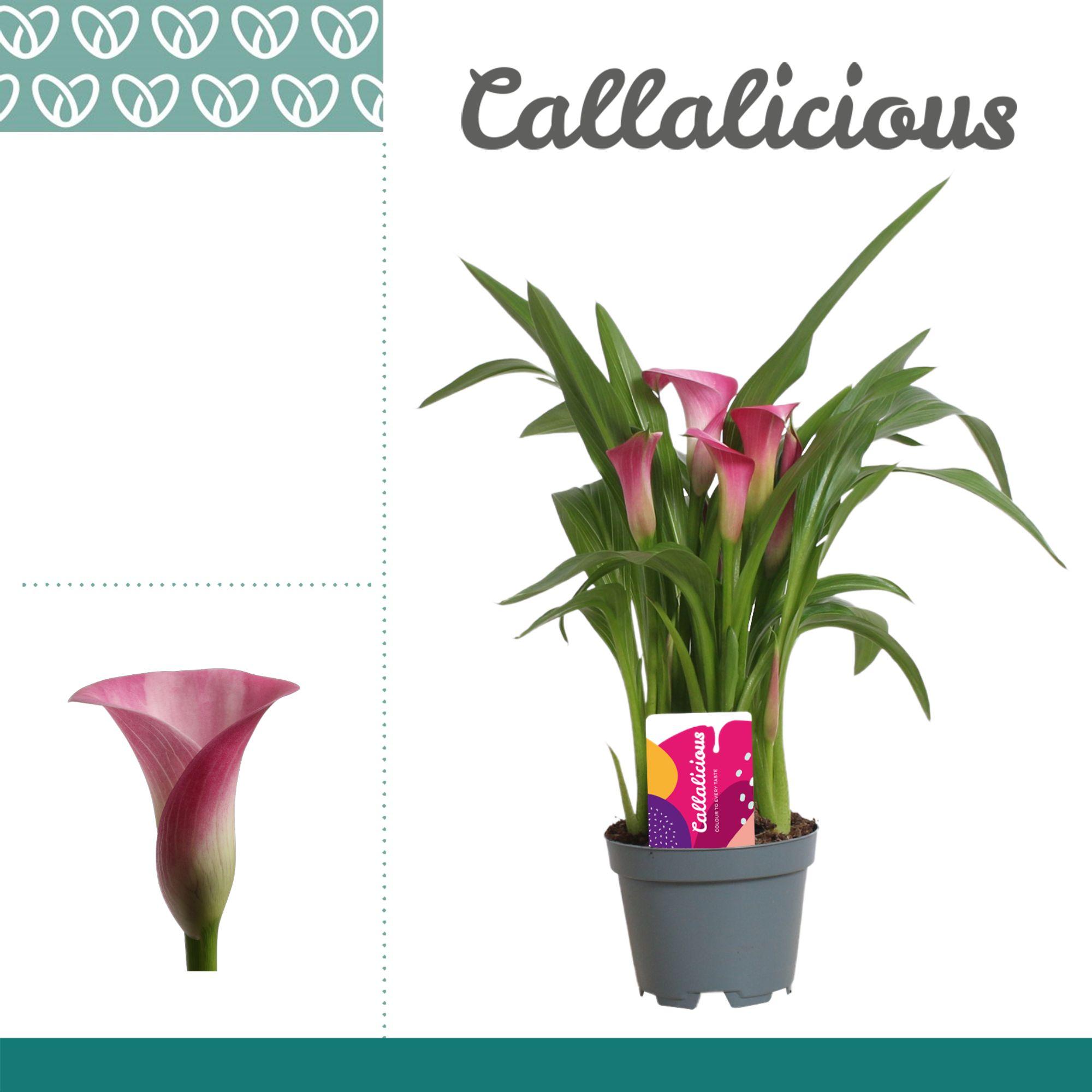 Горшечные цветы и растения оптом Zantedeschia Pink от 12шт из Голландии с доставкой по России
