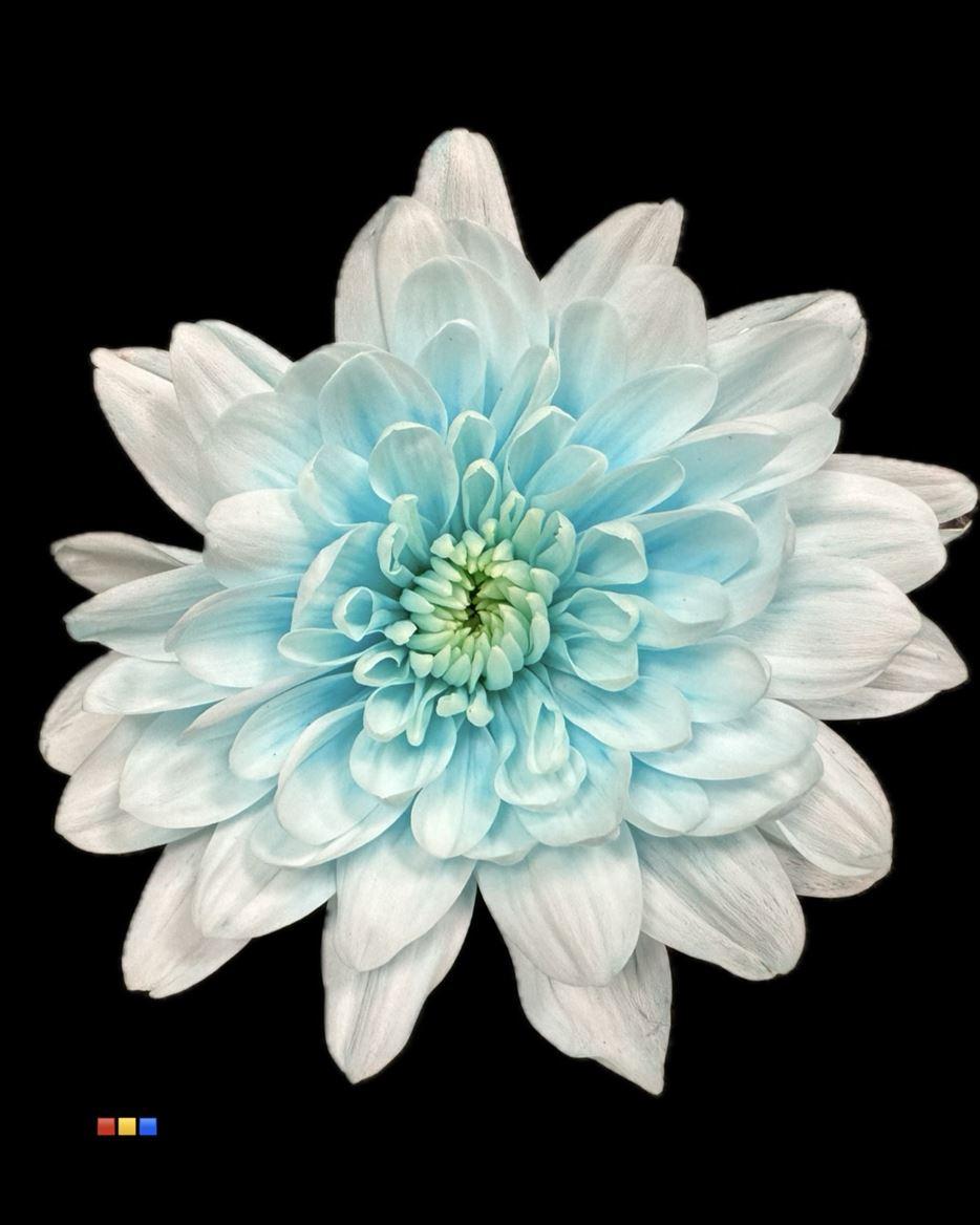 Срезанные цветы оптом Chrys sp paint baltica pastel blue от 40шт из Голландии с доставкой по России