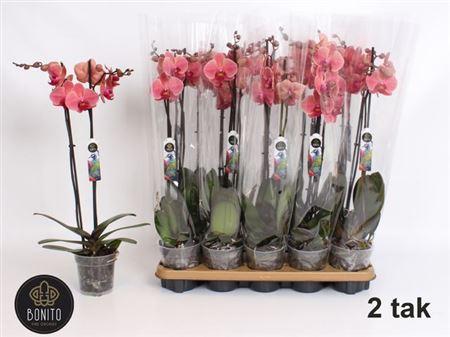 Горшечные цветы и растения оптом Phal An Narbonne 2 Branches 18+ от 10шт из Голландии с доставкой по России