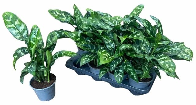 Горшечные цветы и растения оптом Aglaonema Maria от 8шт из Голландии с доставкой по России