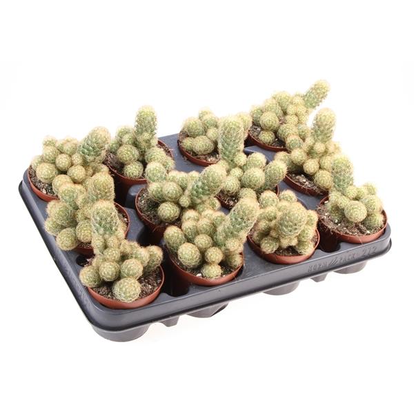 Горшечные цветы и растения оптом Mammillaria Elongata Yellow от 12шт (для телеги) из Голландии с доставкой по России
