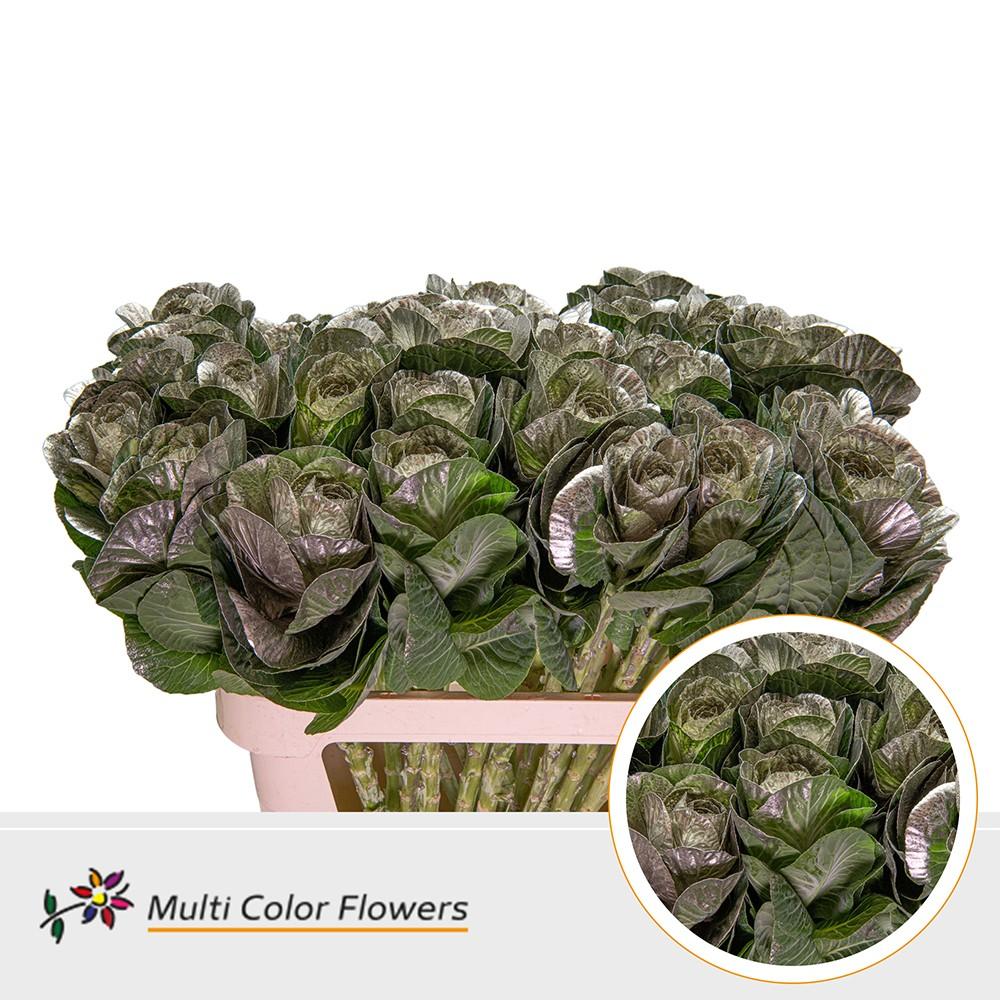 Срезанные цветы оптом Brassica paint platinum от 30шт из Голландии с доставкой по России