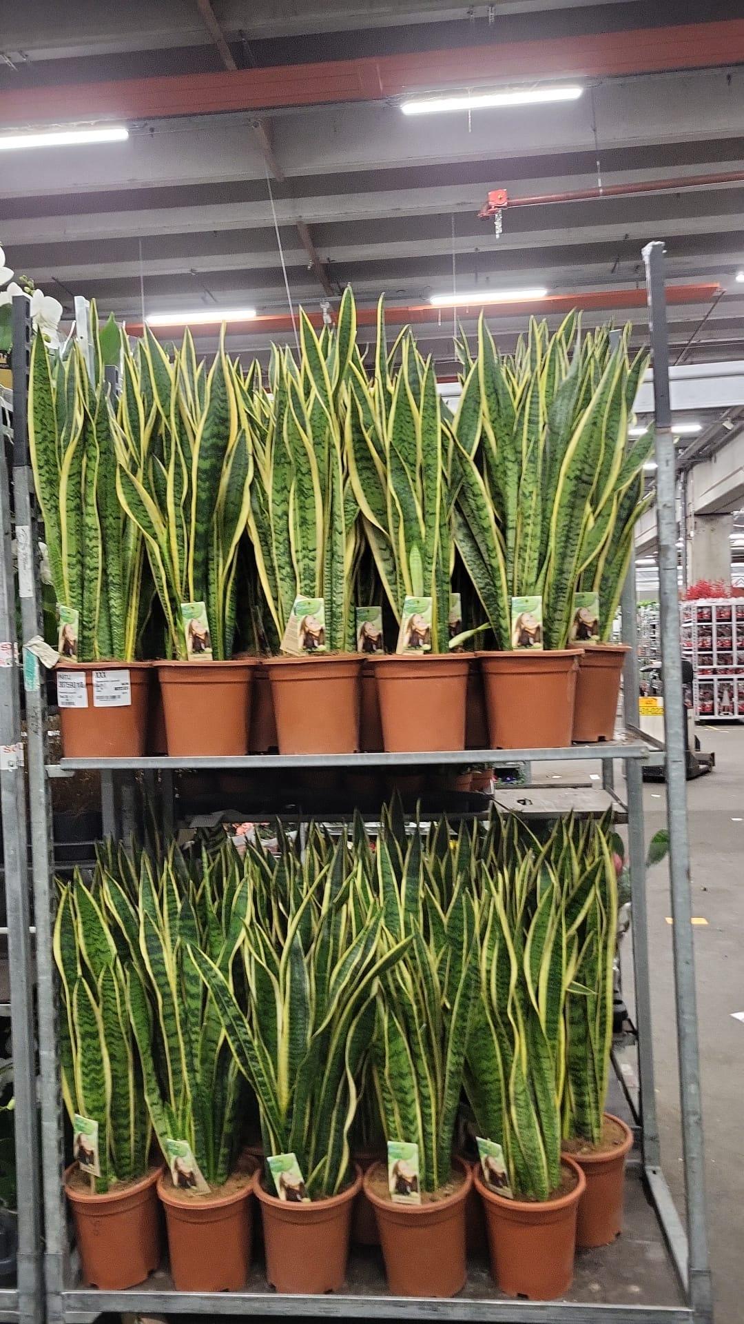 Горшечные цветы и растения оптом Sansevieria Laurentii от 1шт из Голландии с доставкой по России
