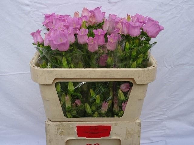Срезанные цветы оптом Campanula medium champion pink от 60шт из Голландии с доставкой по России