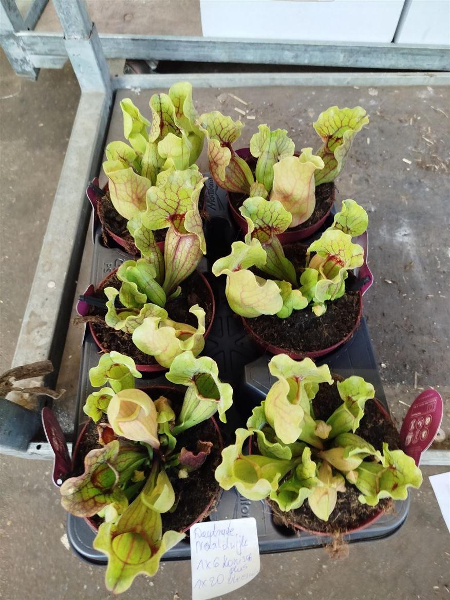 Горшечные цветы и растения оптом Sarracenia Purpurea от 6шт из Голландии с доставкой по России