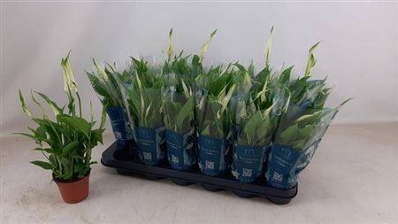 Горшечные цветы и растения оптом Spath Chopin 5+ от 18шт (для телеги) из Голландии с доставкой по России Горшечные цветы и растения оптом Spath Chopin 5+ от 18шт (для телеги) из Голландии с доставкой по России