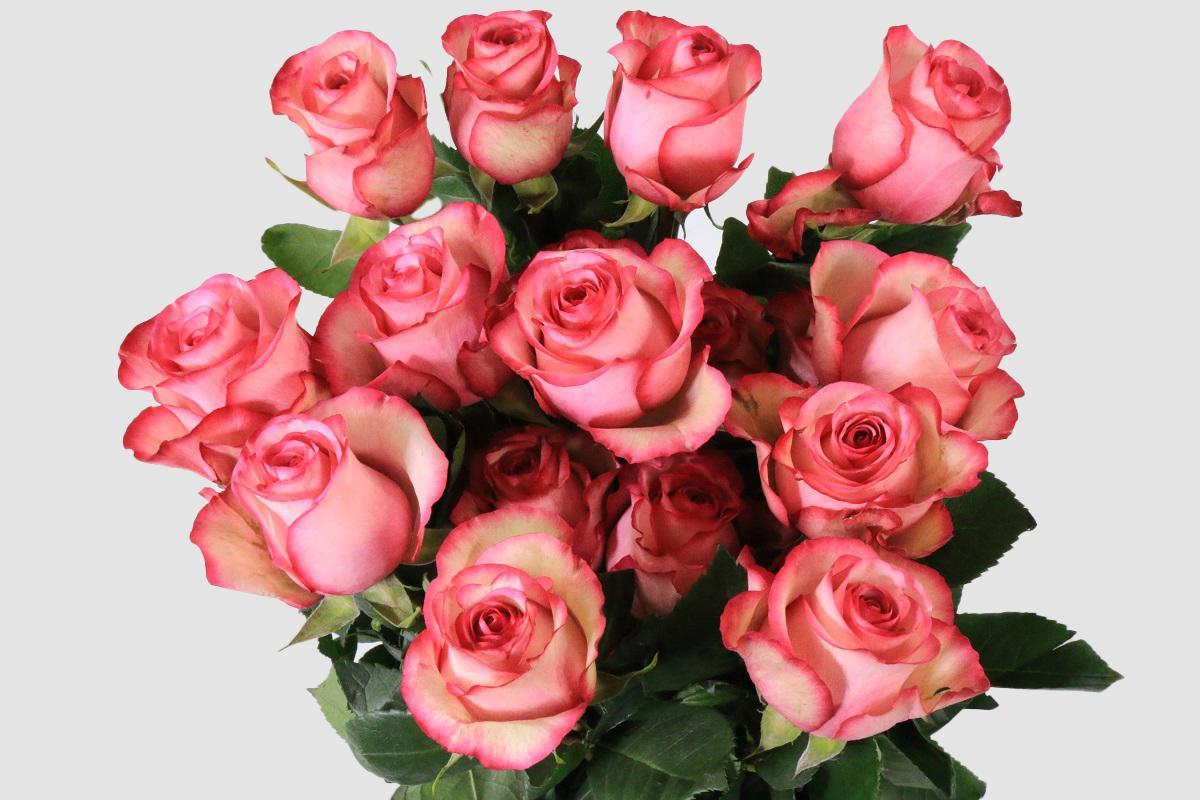 Срезанные цветы оптом Rosa ec carousel от 125шт из Голландии с доставкой по России