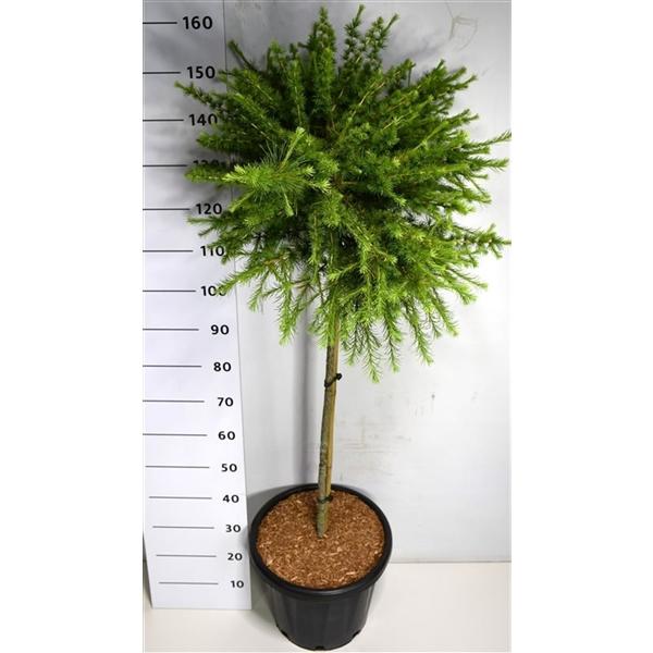 Горшечные цветы и растения оптом Larix Lar Arethusa Bog On Stem от 1шт из Голландии с доставкой по России