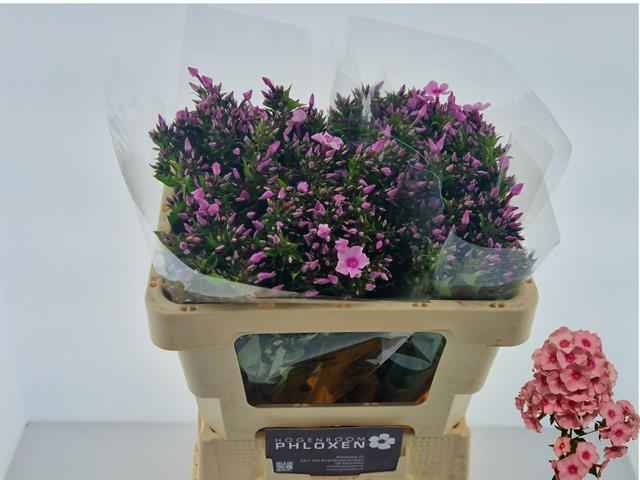 Срезанные цветы оптом Phlox sweet lexy от 100шт из Голландии с доставкой по России