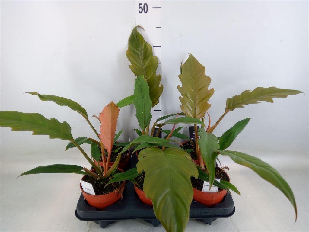 Горшечные цветы и растения оптом Philodendron Bipinn. от 6шт из Голландии с доставкой по России