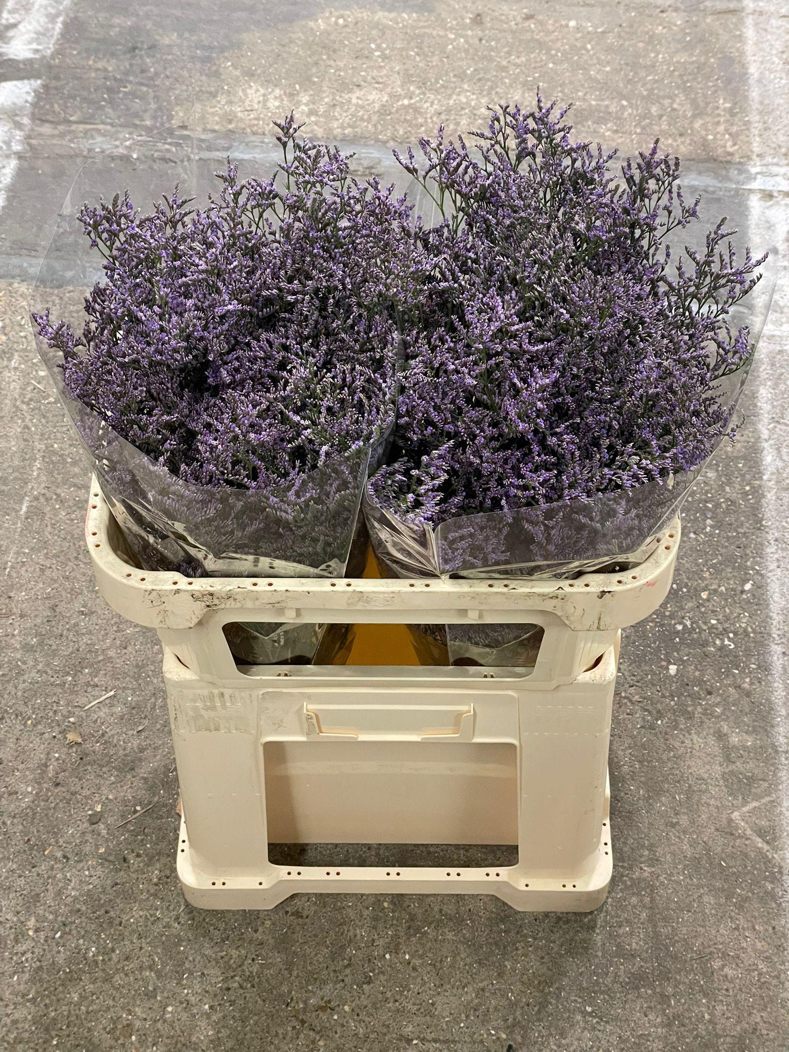 Срезанные цветы оптом Limonium skylight от 50шт из Голландии с доставкой по России