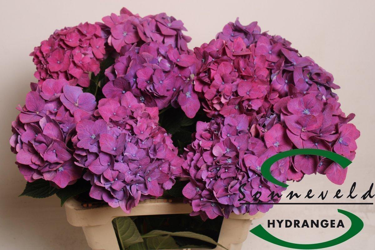 Срезанные цветы оптом Hydrangea rodeo red purple от 10шт из Голландии с доставкой по России