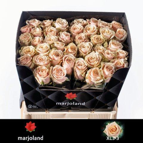 Срезанные цветы оптом Rosa large bellini! XL от 50шт из Голландии с доставкой по России