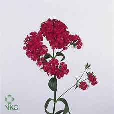 Срезанные цветы оптом Dianthus br amazone neon cherry от 50шт из Голландии с доставкой по России