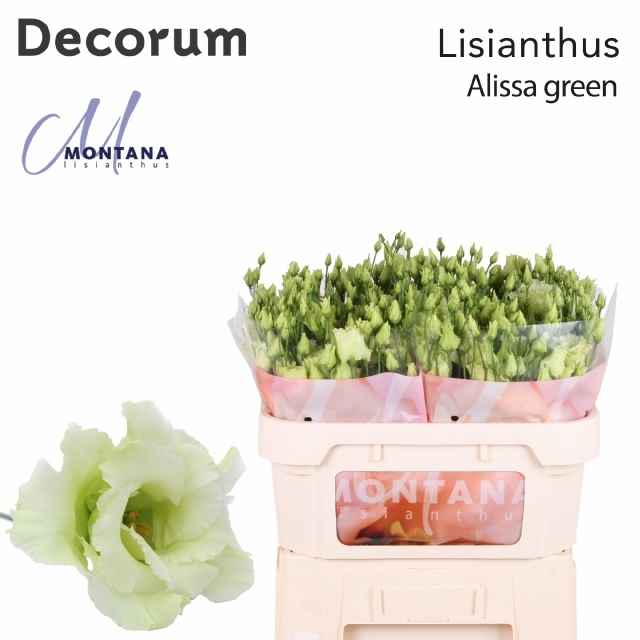 Срезанные цветы оптом Lisianthus do alissa green от 40шт из Голландии с доставкой по России