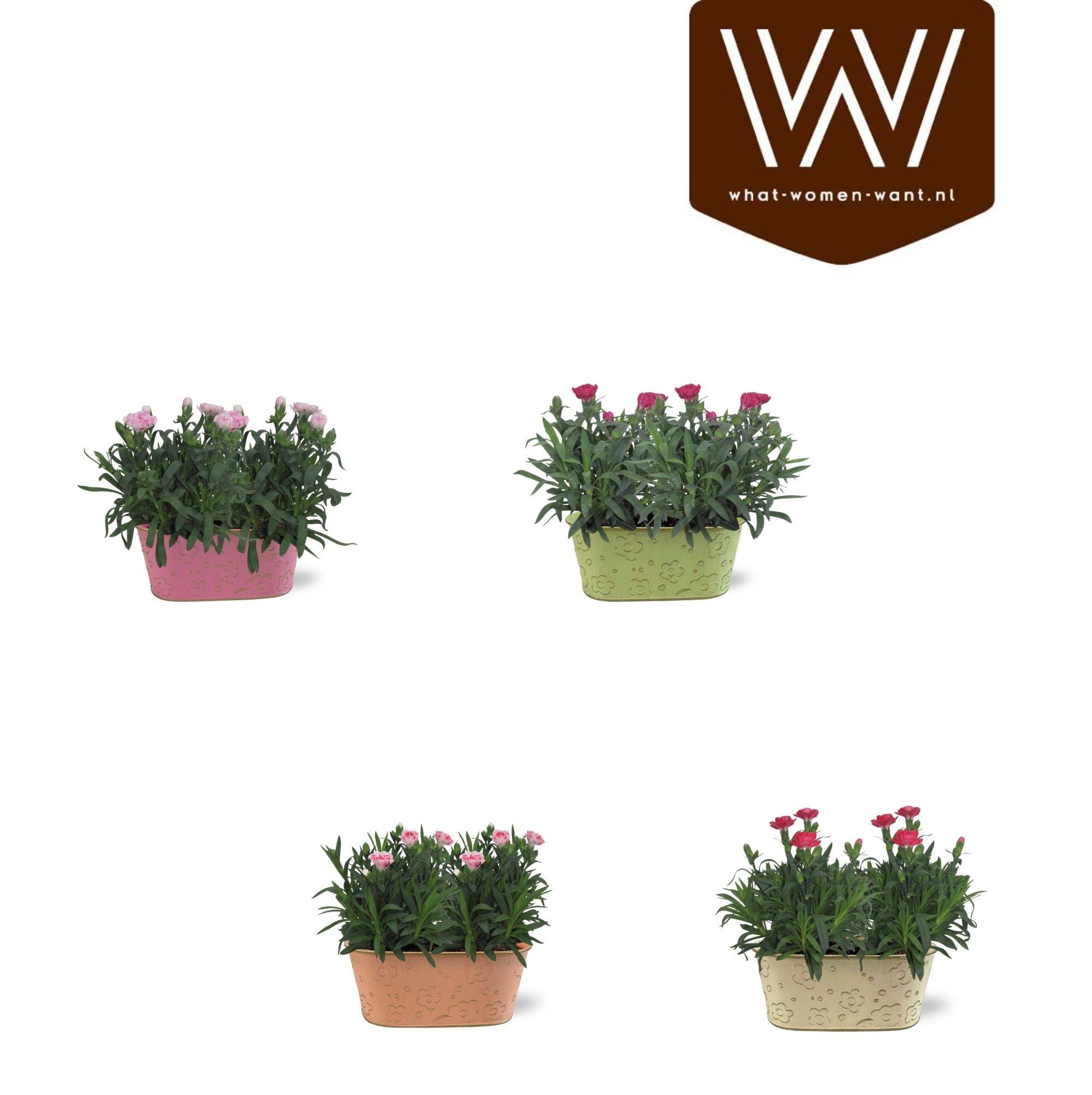 Горшечные цветы и растения оптом Kamerpl Bloeiend Gem от 6шт из Голландии с доставкой по России