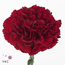 Срезанные цветы оптом Dianthus st zurigo от 360шт из Голландии с доставкой по России