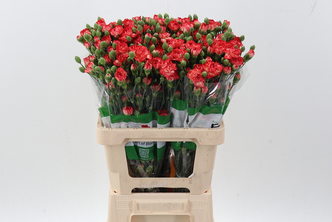 Срезанные цветы оптом Dianthus sp nandi от 100шт из Голландии с доставкой по России