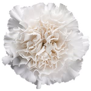 Срезанные цветы оптом Dianthus st moon golem от 80шт.. из Голландии с доставкой по России