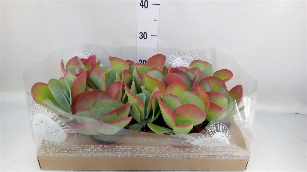 Горшечные цветы и растения оптом Kalanchoe Nf Thyrsiflora от 10шт из Голландии с доставкой по России
