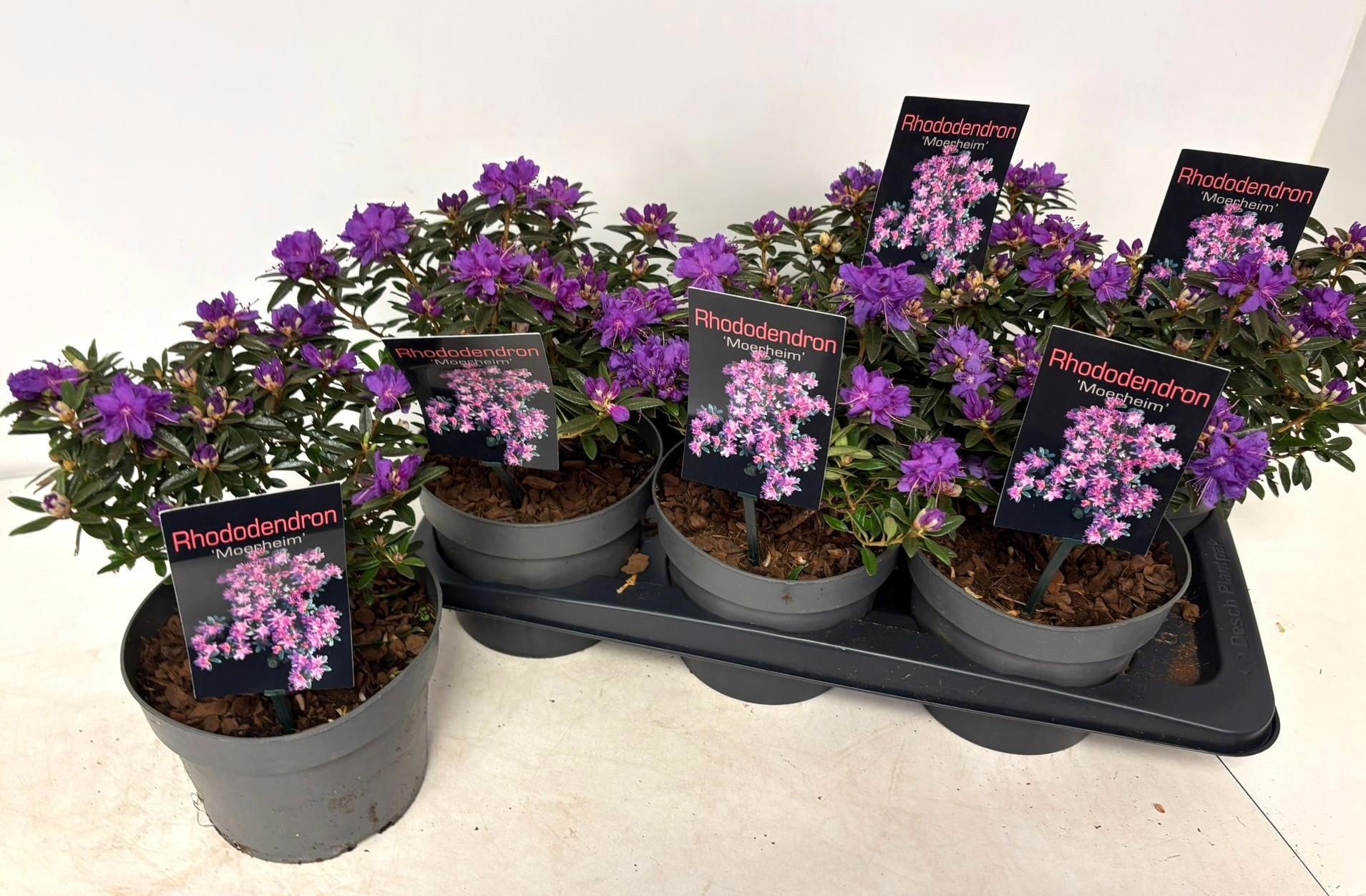 Горшечные цветы и растения оптом Rhod Moerheim от 6шт из Голландии с доставкой по России