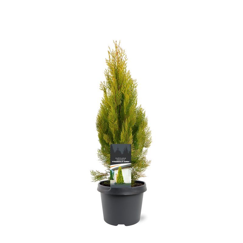 Горшечные цветы и растения оптом Platycladus Or Pyramidalis Aurea от 1шт из Голландии с доставкой по России
