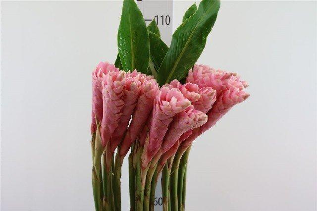 Срезанные цветы оптом Alpinia purpurata pink от 30шт из Голландии с доставкой по России