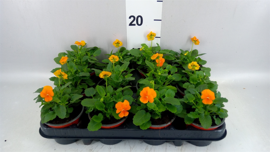 Горшечные цветы и растения оптом Viola Corn. evo Mini Deep Orange от 12шт (для телеги) из Голландии с доставкой по России