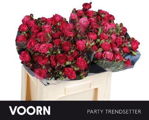 Срезанные цветы оптом Rosa spray party trendsetter от 40шт из Голландии с доставкой по России