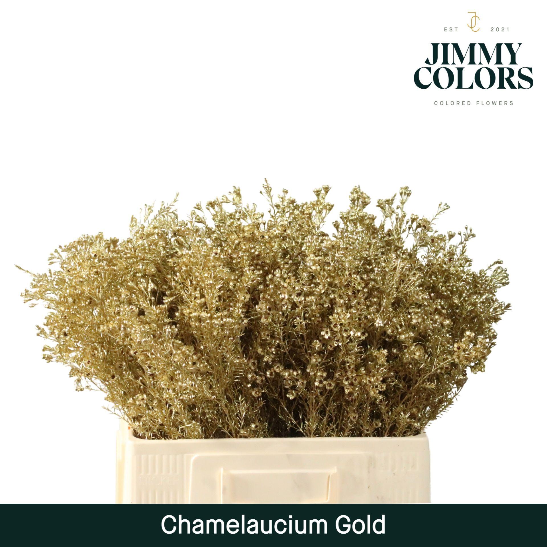Срезанные цветы оптом Chamelaucium paint gold от 100шт из Голландии с доставкой по России