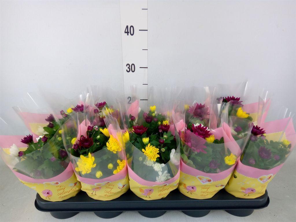 Горшечные цветы и растения оптом Chrysanthemum   ..mix/pot от 10шт из Голландии с доставкой по России